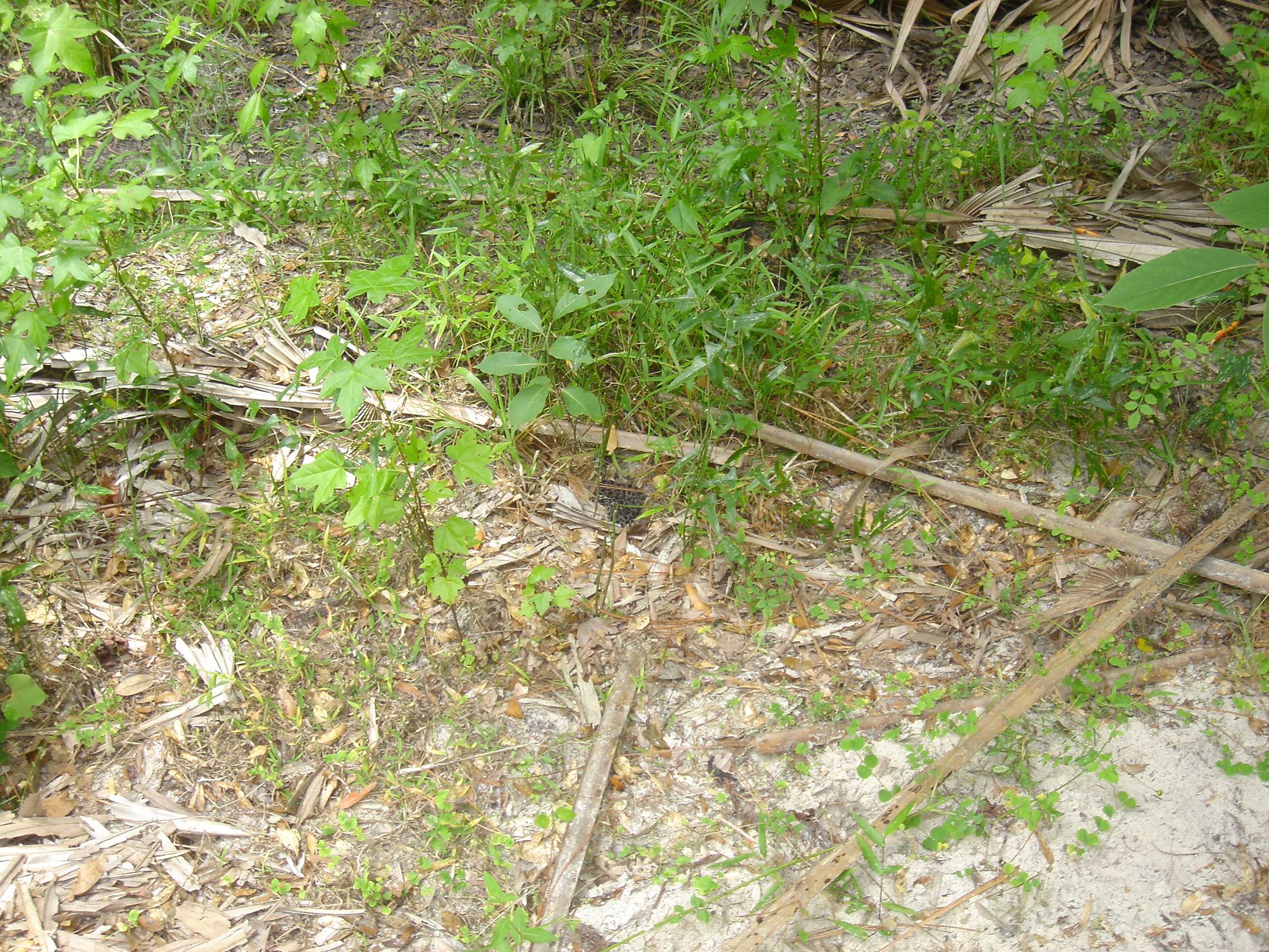52308hiking 002.jpg [2330 Kb]